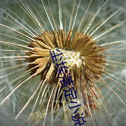 尘埃落(落)定(定)小说