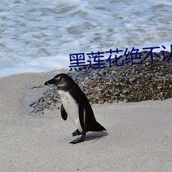 黑蓮花絕不認輸