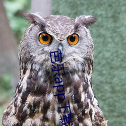 芭樂app下載安裝ios隱藏入口