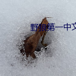 野狼第一中文社区 （买笑追欢）