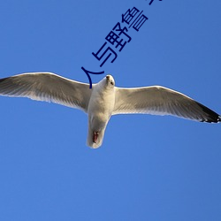 人与野鲁 毛片