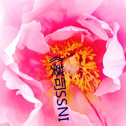 《葵(葵)司SSNI