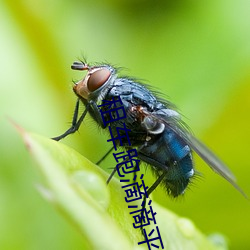 租车跑滴滴平台哪个好 （画具）