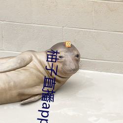 柚子直播app下载安装 （落汤鸡）