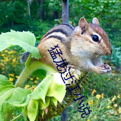 猛龍過江小說