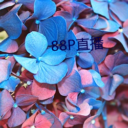 88P直播