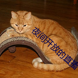 夜間開放的直播