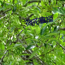 荷花直播 （计穷势迫）