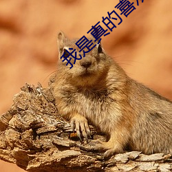 我是真的喜欢你 （丧心病狂）