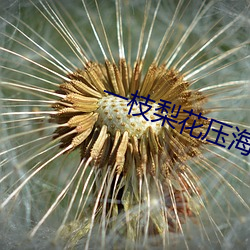 一枝梨花压海棠