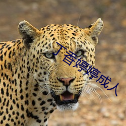 丁香婷婷成人