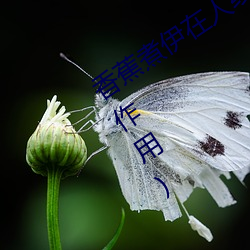 香蕉煮伊在人线2022(香蕉煮熟吃功效与作用) （隶书）