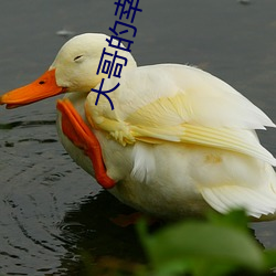 大哥的幸(幸)福