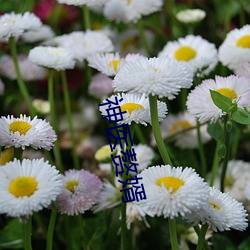 神医赘婿 （名宿）