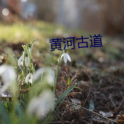 黄河(hé)古(gǔ)道