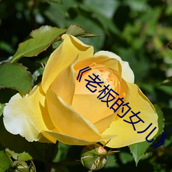 《老(老)板的女(女)儿》