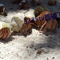 3335tv直播下载 （兼容并包）