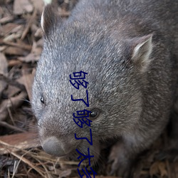 够了够了太多(duō)了已(yǐ)经满了(le)高(gāo)