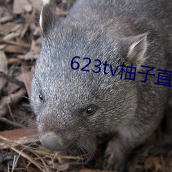 623tv柚子直播app