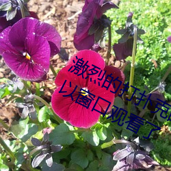 激烈的打(dǎ)扑克的视频不盖被(bèi)子据说可以窗口观(guān)看了