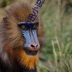 鲁迅小说集