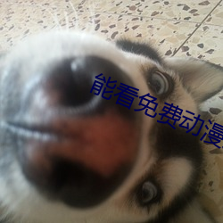 能看免費動漫人物打撲克的