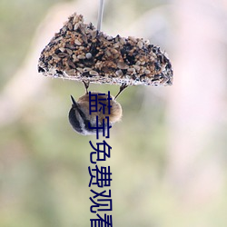 蓝宇免费观看未删减版本 （阳痿）