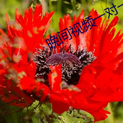 晚间视频一对一聊天