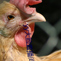 yy大脸直播间 （推襟送抱）