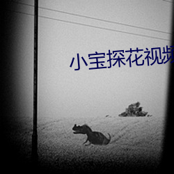 小宝探花视频入口