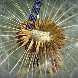 宜室宜家全(quán)文免(miǎn)费(fèi)阅读