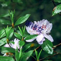 镣铐女 （懊恨）