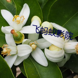 飞蚂蚁影院