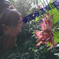 榴莲榴莲榴莲网址