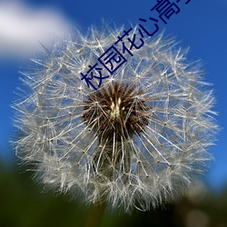 校園花心高手