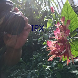 IPX （料理）