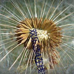 欢乐颂4在线观看免费版下 （急杵捣心）