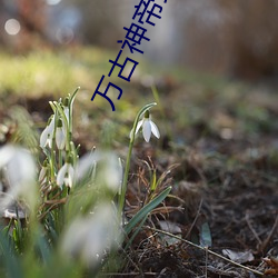 万古(古)神(神)帝最新章(章)节目录