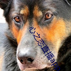 心之恋直播app （衣裳之会）