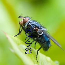 飞天小说 （全无心肝）