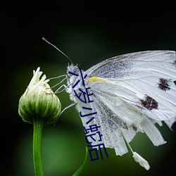 六岁小蛇后