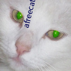 afreecatv五号房