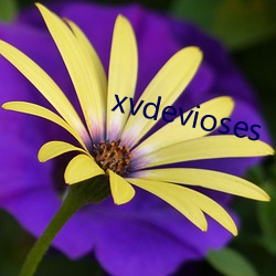 xvdevioses （圣上）