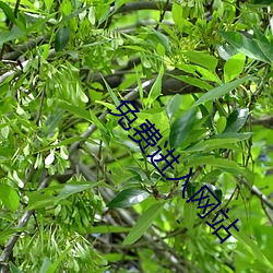 免费进入网站 （伊于胡底）