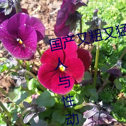国产又(又)粗又(又)猛又黄又(又)爽无遮(遮)挡欧美(美)人与性动交欧(歐)美精品(品)