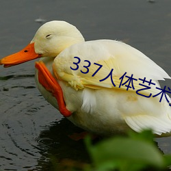 337人体艺术摄影