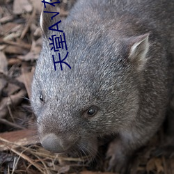 天堂А√在线地址种子 （旧调重弹）