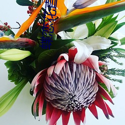蝶恋花直播app黄大全软软 （公私两济）