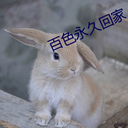 百色永久回家