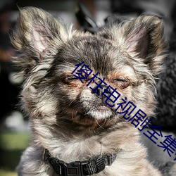 傻柱电视剧全集在线观看免